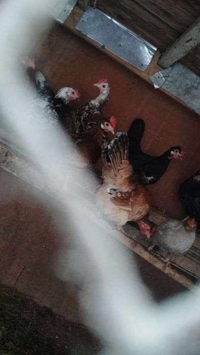 Schimb Familii Găini pitice Foarte Putoare cu Rate Românești sau Boboci de Gâscă județul Prahova