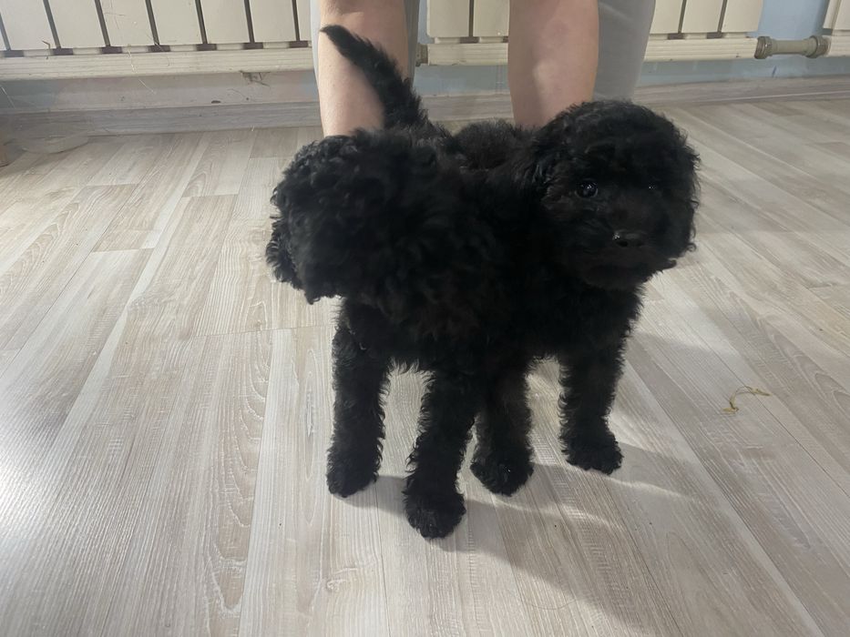 Щенки той пудель мальчики