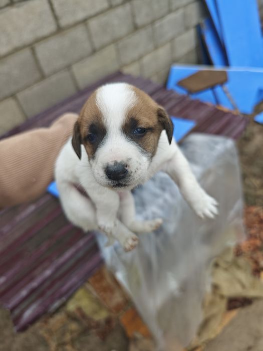 Кушік сатылады, продаются щенки