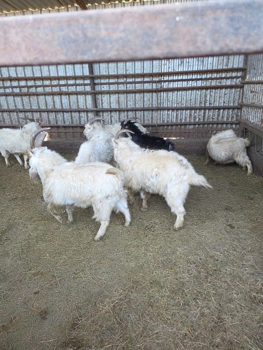 Текелер сатылады