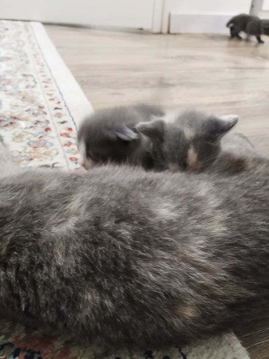 Шотландық мысықтың қыздарын сатамын