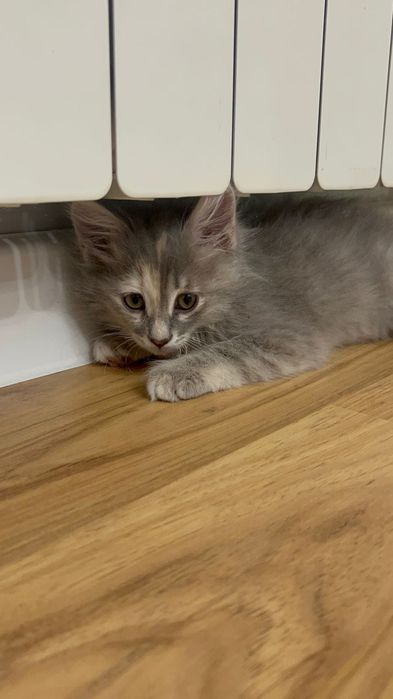 Продам котенка, приучена к лотку