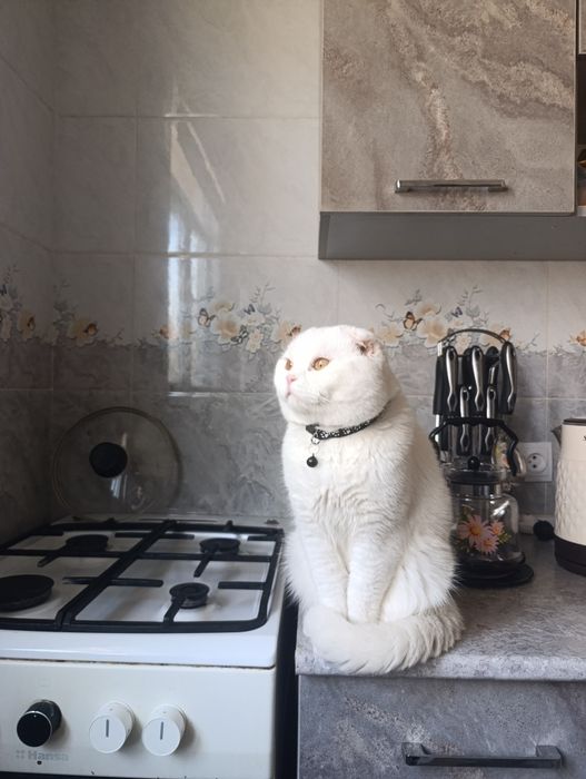 вислоухий кот, ВЯЗКА