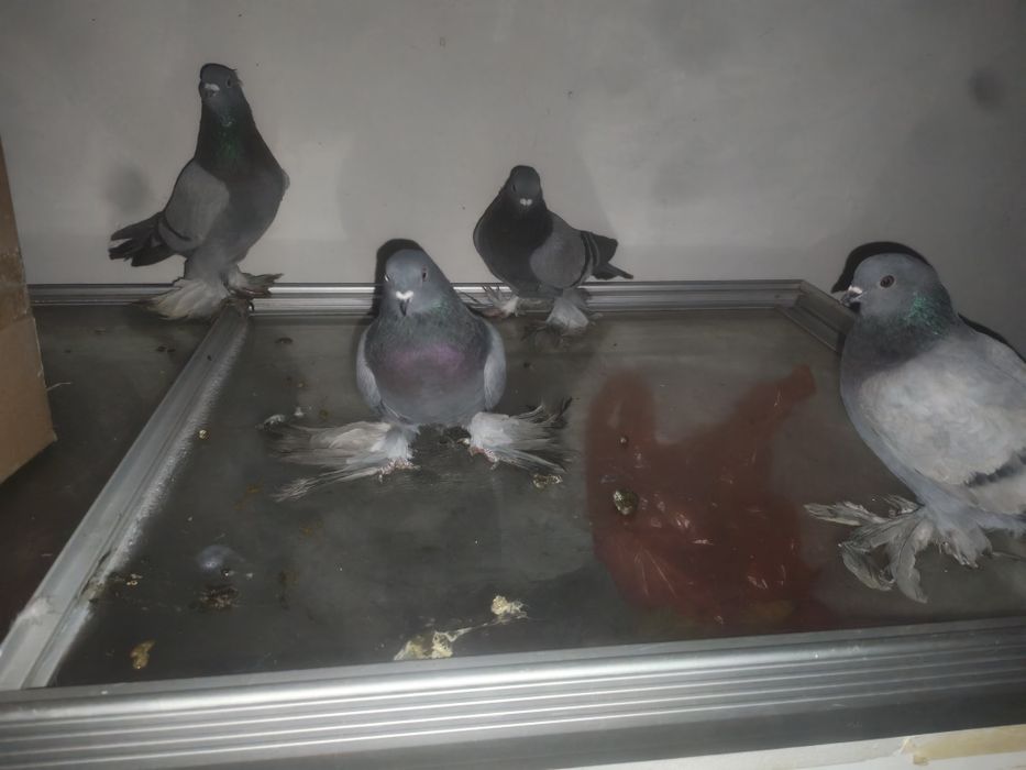 Продам игровых рантовых голубей
