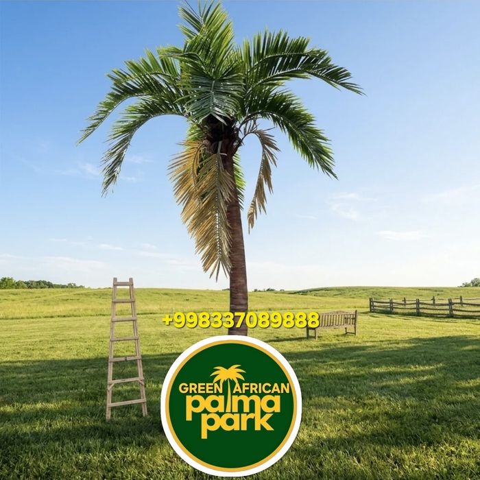 Palma darahtlar искусственный пальмовые деревья