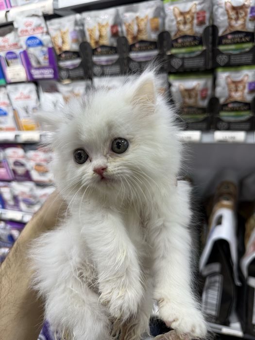 Britaniskiy Heyland Fold visluxa