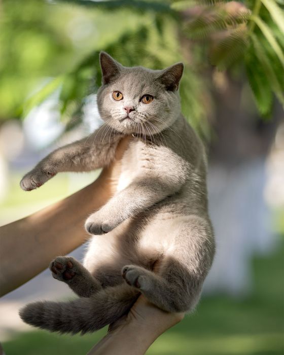 Продаются чистокровные Британцы.