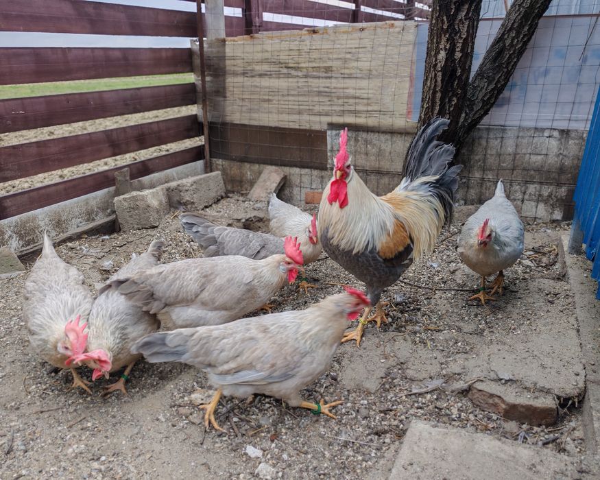 Ouă pt incubat italiana perlată