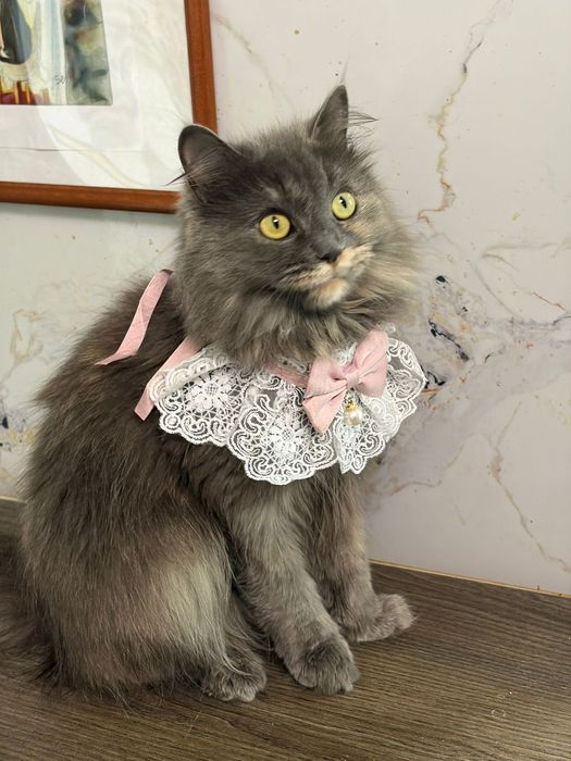 Кося котик  ищет дом