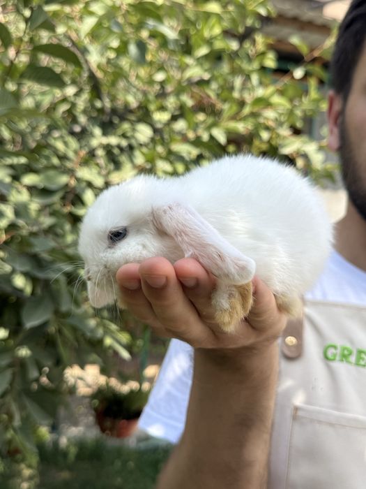 QUYON KARLIK . Кролик Карликовый