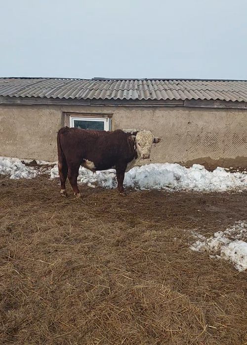 Продам быка и корову