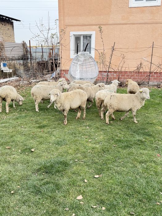 Бараны қой сатылады