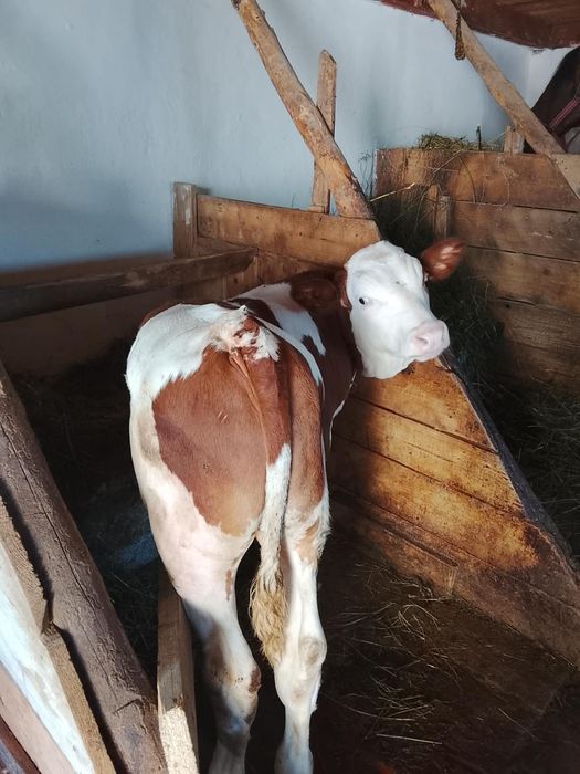 Vițel de vânzare