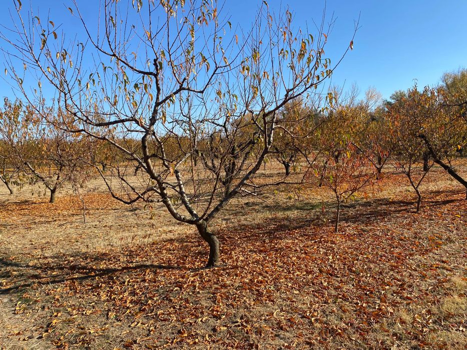 Овощна прасковена градина