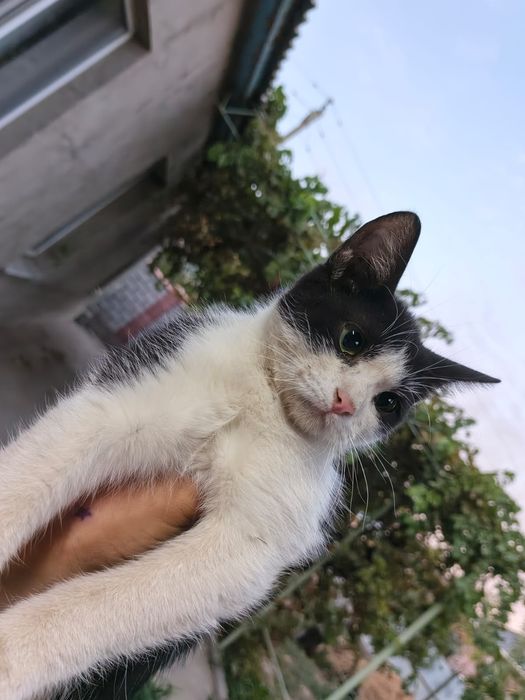 Котята в хорошие руки
