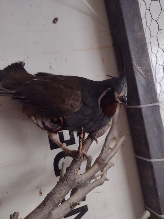 De vânzare fazani pi prepelite