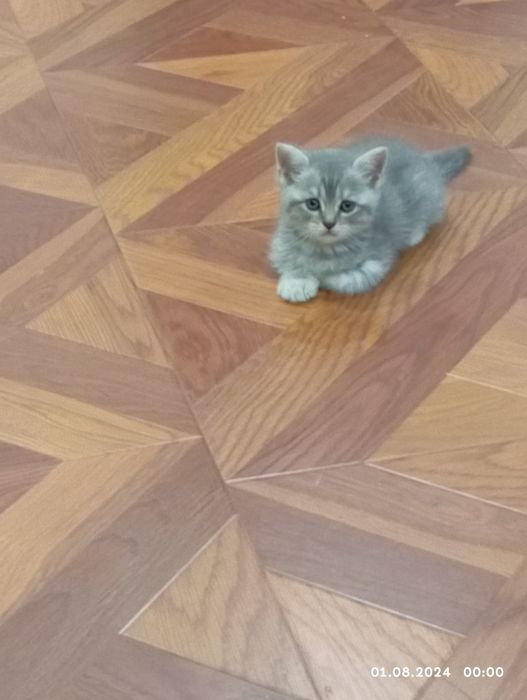 Срочно продам катят 1 мамаша 5 малыша