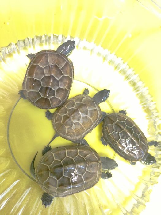 Черепаха красноухая