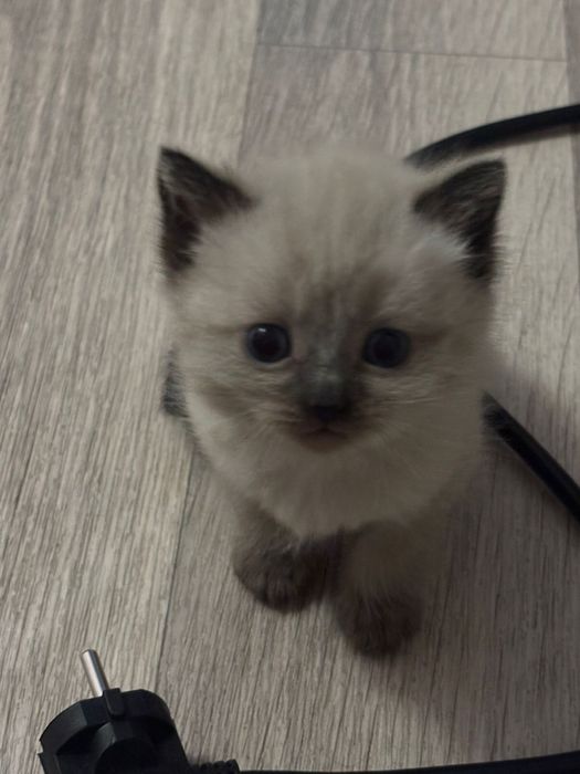 Отдам котят мальчики сиамские