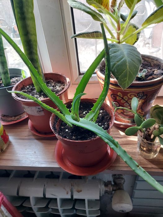 Продам алоэ лечебное