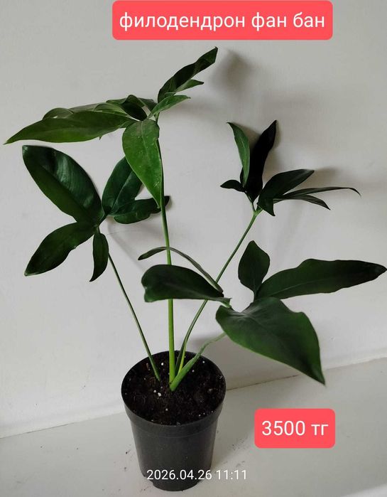 продам комнатные растения