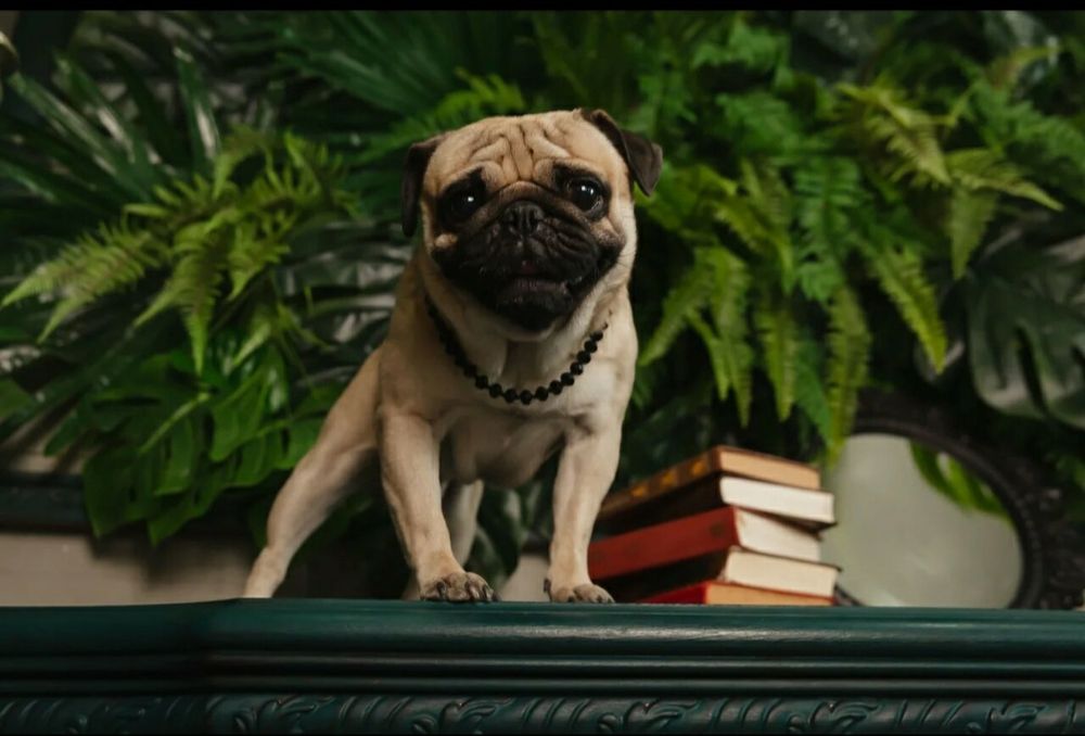 Фотосессия с мопсом