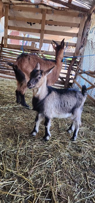 Vand o capra alpina franceza