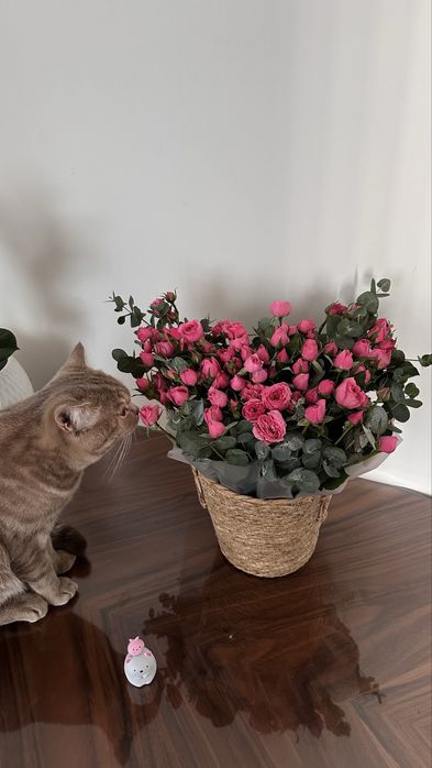 Британский котенок