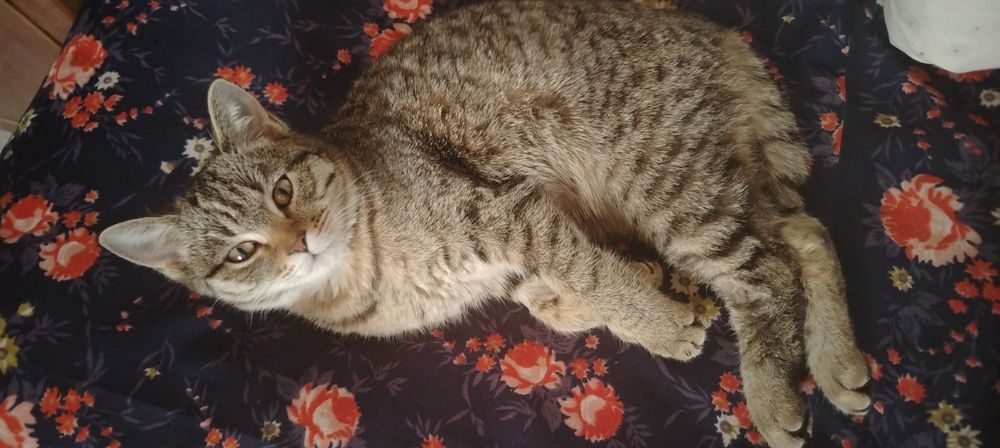 Отдам кошку девочка