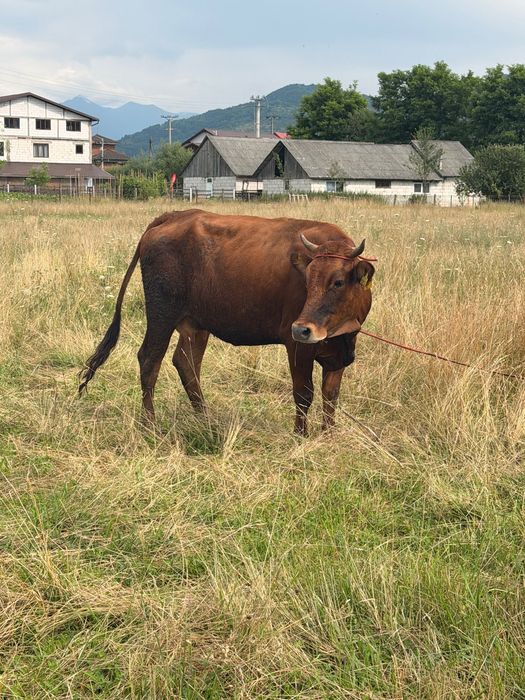 Vaca de vânzare