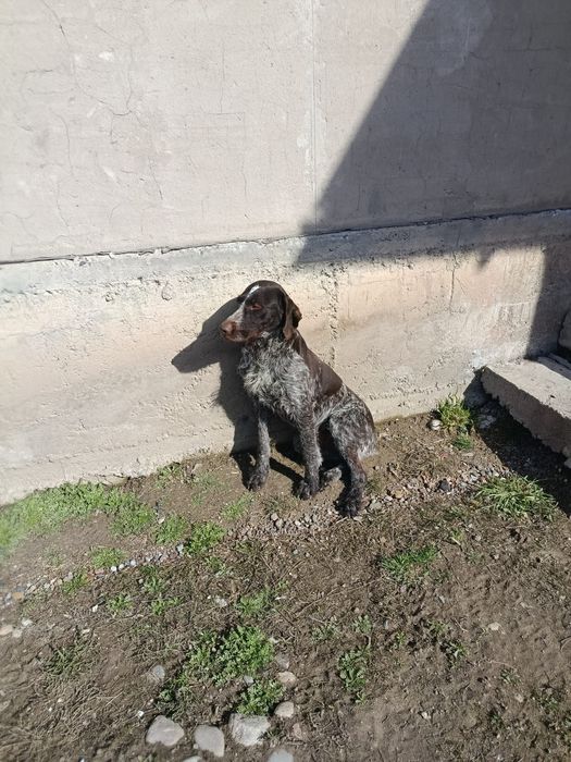 Асалаумагалеикум продам