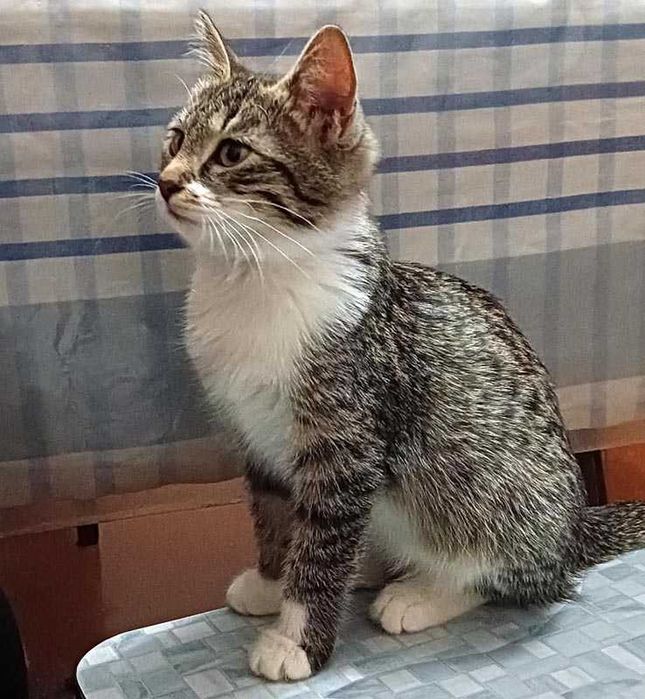 Кошечка 6,5 месяцев. Стерилизованная. В добрые, заботливые руки.