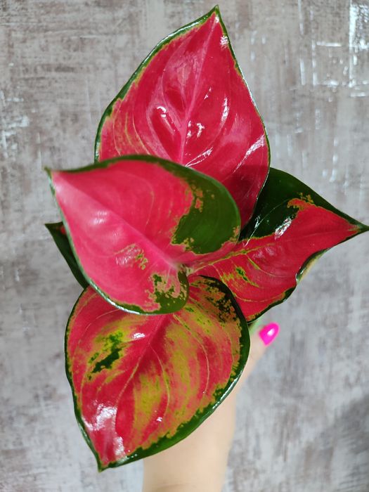 Тайские Аглаонемы