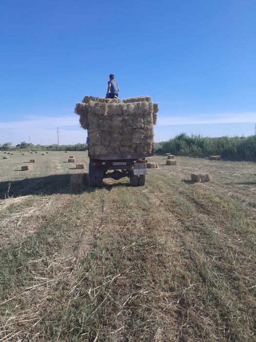 Piresss sotitadi narxi qulay  soniga qarab kelishiladi