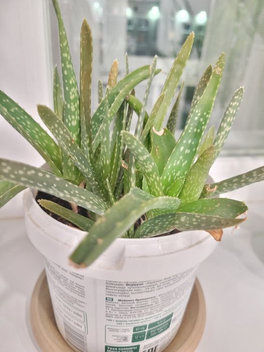 Продам цветок алоэ