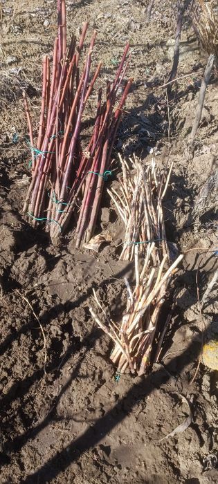 Vând butași de muri și zmeura