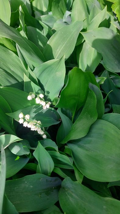 Продаётся  саженцы