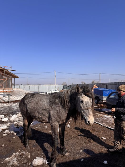 Мықты айғыр сатам