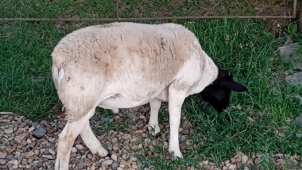 Berbecuț dorper  e bun de monta