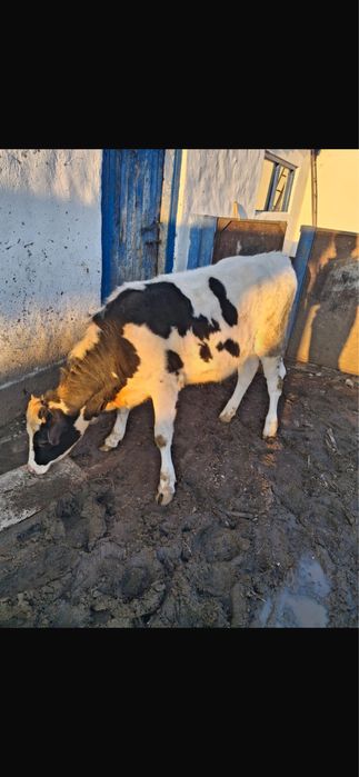 Продам телку молодую