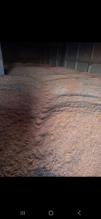 Продам кукурузу   .