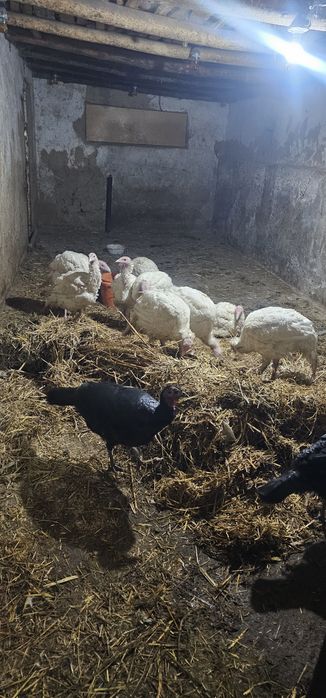 Big 6 kurkala sotiladi