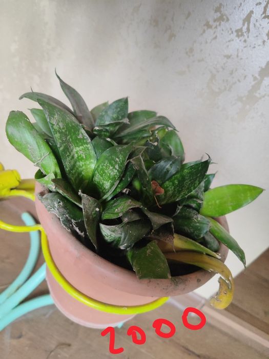 Продам комнатные цветы