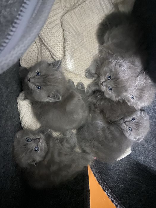 Британский мушукчалар сотилади