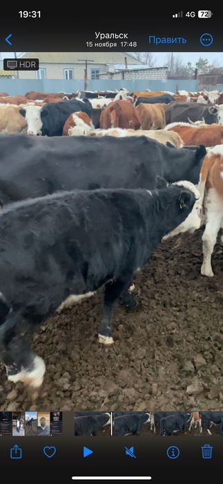 Бұзау подсос телята