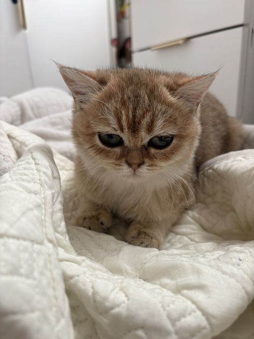Золотая шиншилла