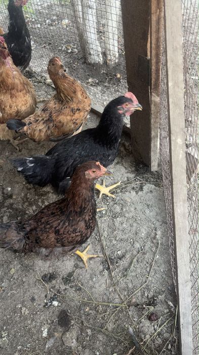 Продам кур и цыплят ,