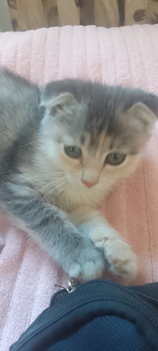 Котенок шотландский вислоухий