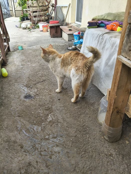 Adopție pisica portocalie
