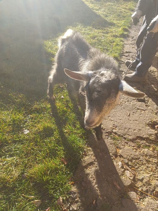 Vând țap sau schimb